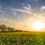 Biophotonen – ohne Licht kein Leben
