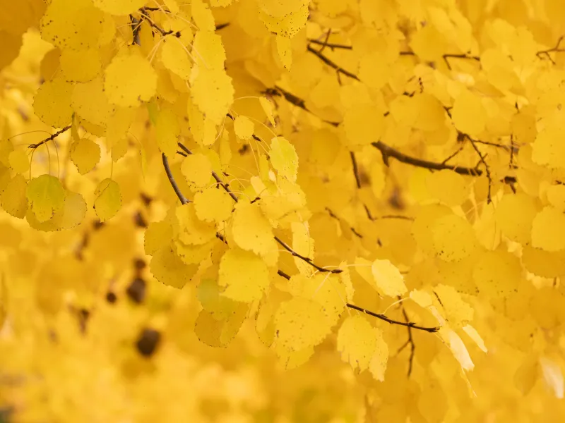 Farbe Gelb – Leichtigkeit, Strahlkraft und innere Sonne
