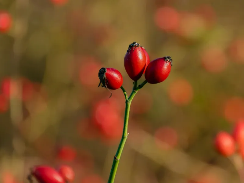 Farbe Rot – Energie, Wärme und Lebenskraft
