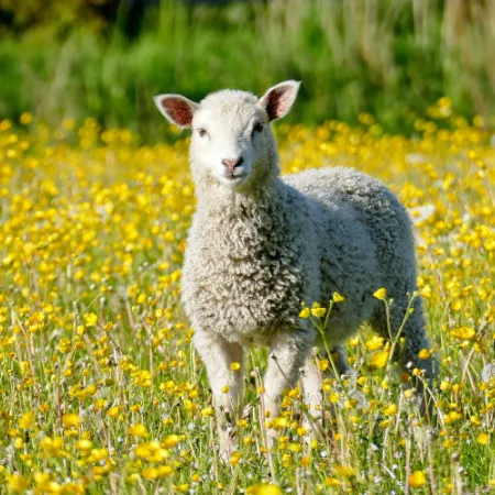 Wollwachs vom Schaf um Hautalterung vorbeugen zu können